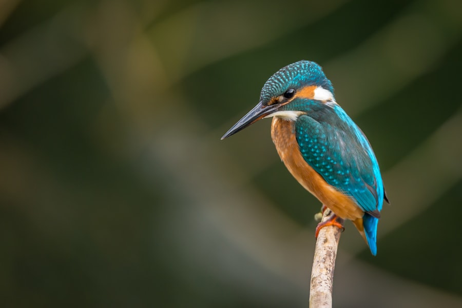Kingfisher perched on a branch, the current record being classified