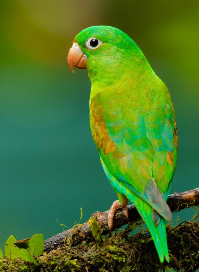 Green parakeet used as an example image annotation record